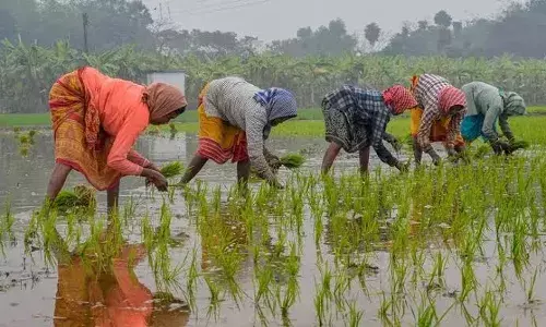 557 farmers ended lives in 6 months this year in Maharashtras Amravati division: Govt report