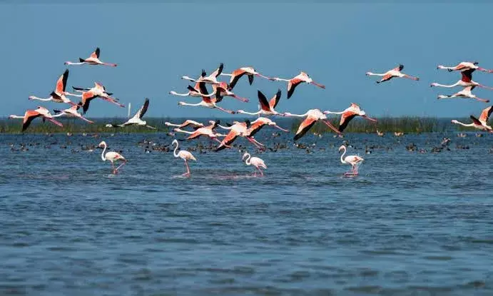 Odisha man arrested for hunting birds in Chilika Lake, 18 carcasses seized