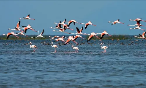 Odisha man arrested for hunting birds in Chilika Lake, 18 carcasses seized
