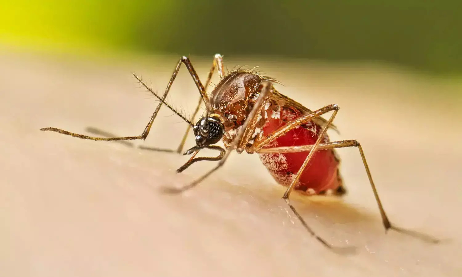 Telangana dengue fever, dengue symptoms, tips for dengue fever