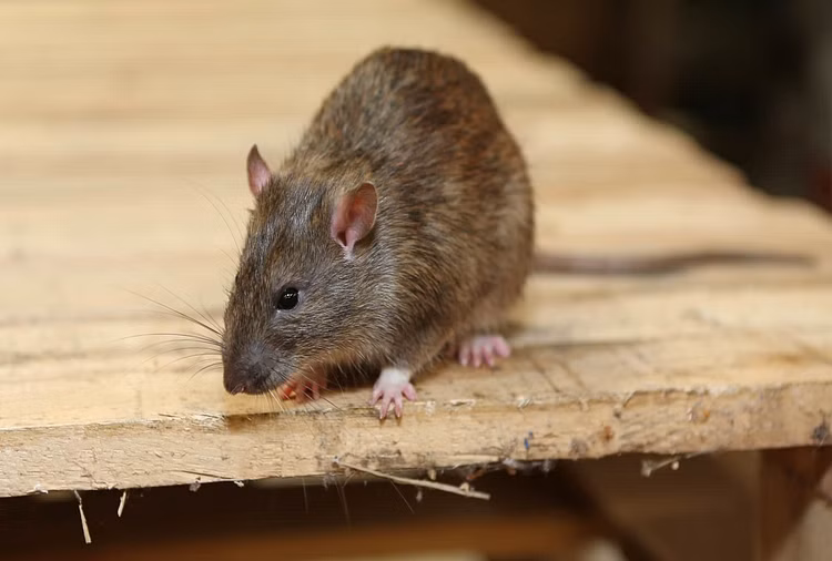 12 girl students bitten by rats at government hostel in Sangareddy