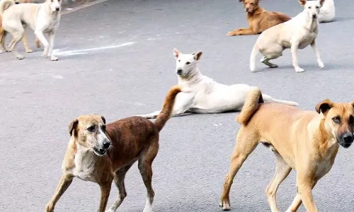 Telangana HC calls for action plan to prevent stray dog attacks on children
