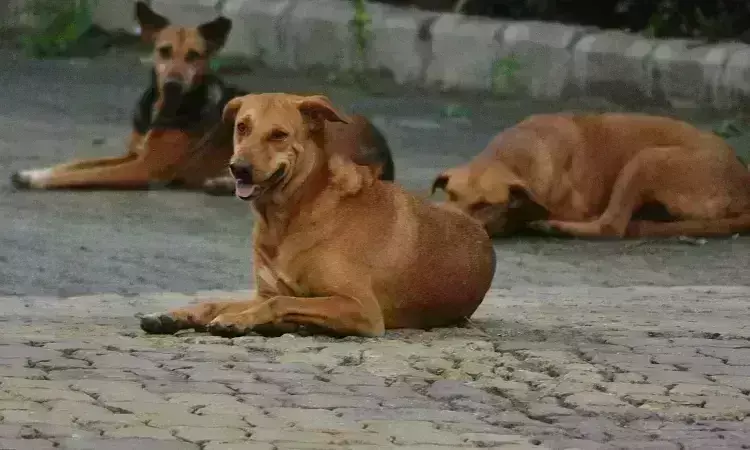 Animal cruelty: 20 dogs dead, 11 hurt after being thrown from Sangareddy bridge