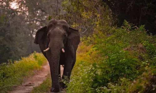 India lost 528 elephants due to unnatural causes in 5 years, most from electrocution: Govt