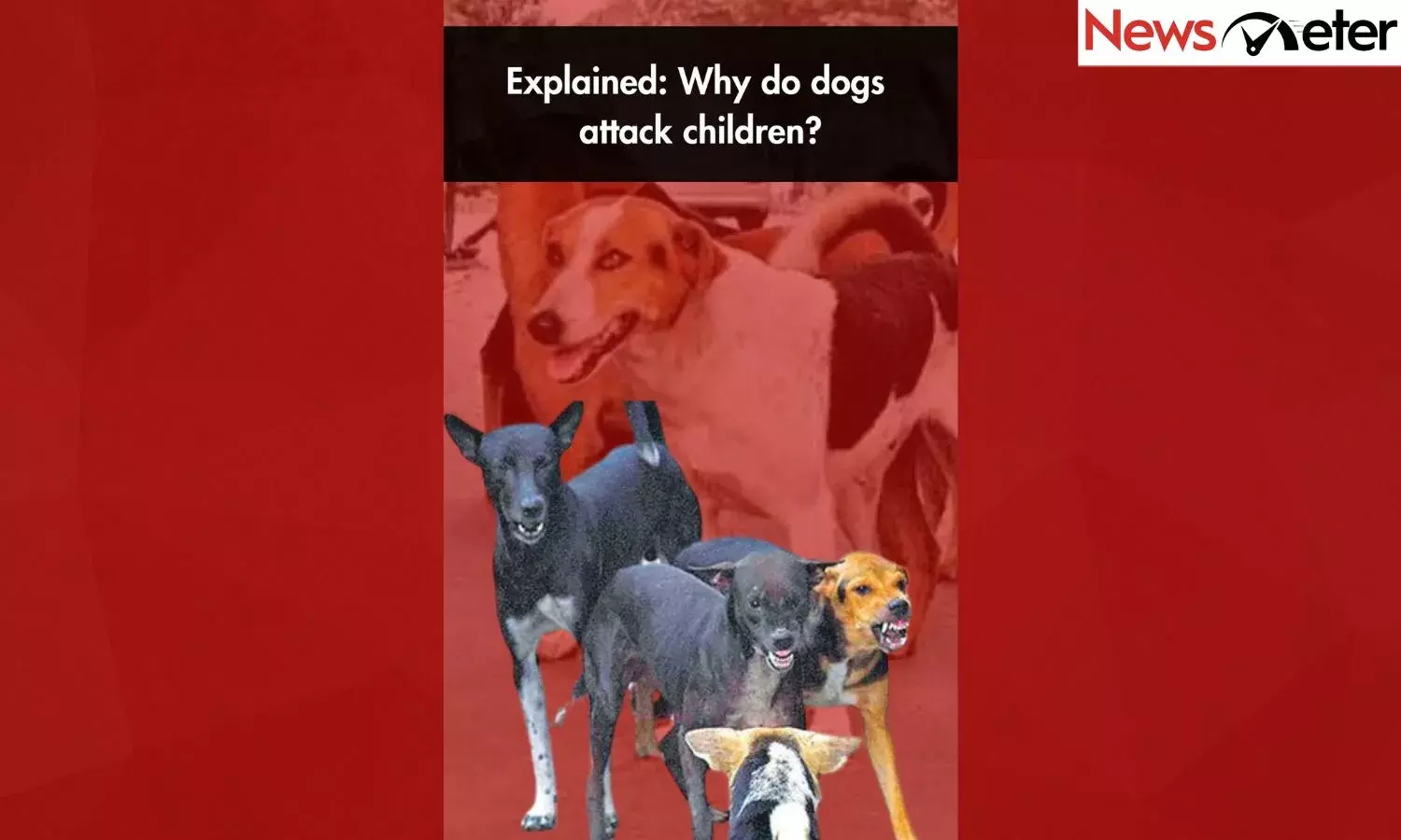 Explained: Why do dogs attack children?