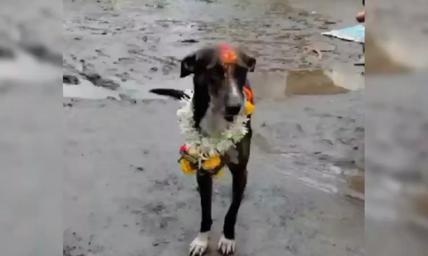 Lost dog returns home travelling alone for 250 km to Belagavi