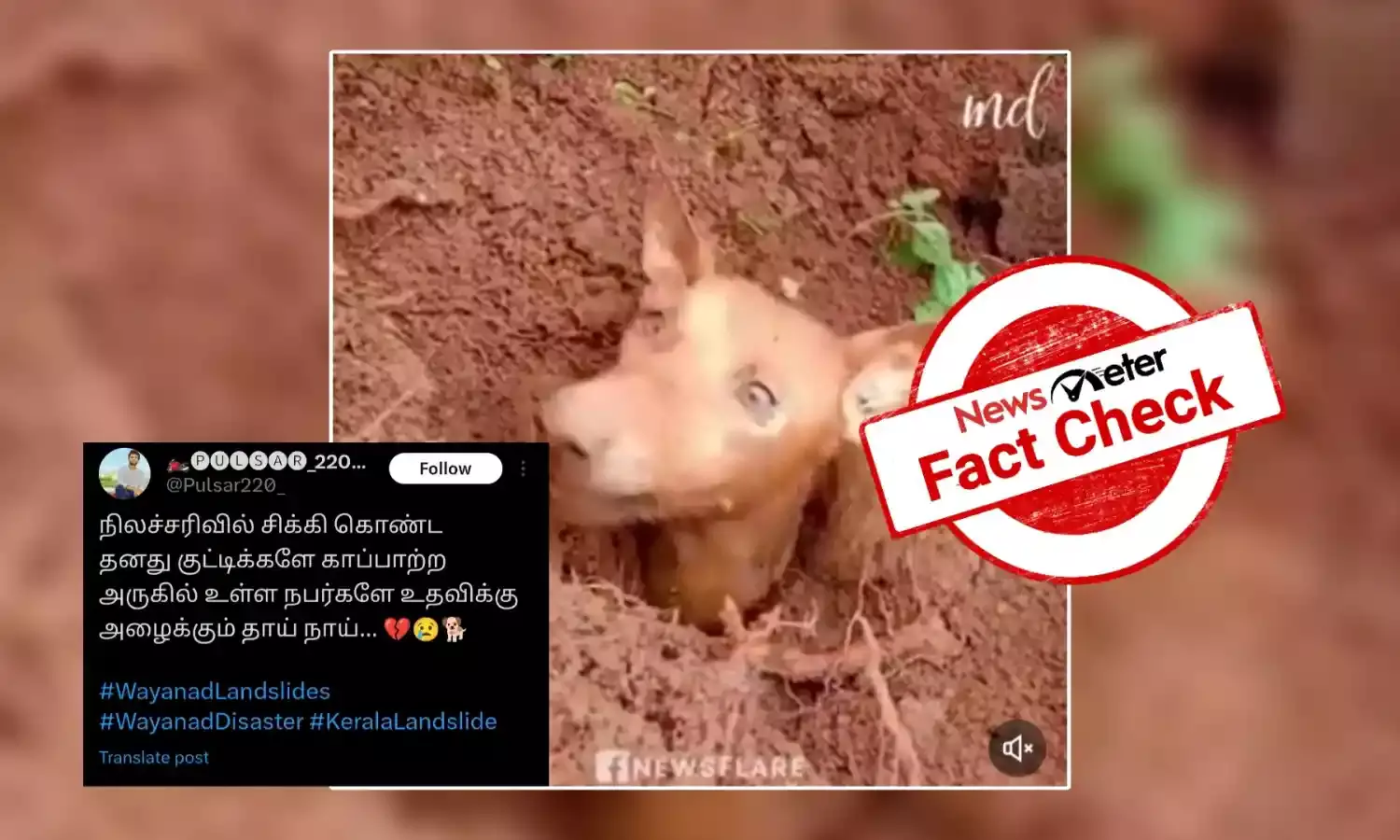 Fact Check: வயநாடு நிலச்சரிவில் சிக்கிய தனது குட்டிக்களை காப்பாற்ற மனிதர்களை உதவிக்கு அழைத்ததா தாய் நாய்?