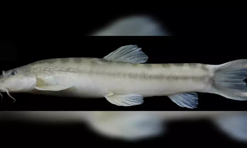New cave fish discovered in Meghalaya
