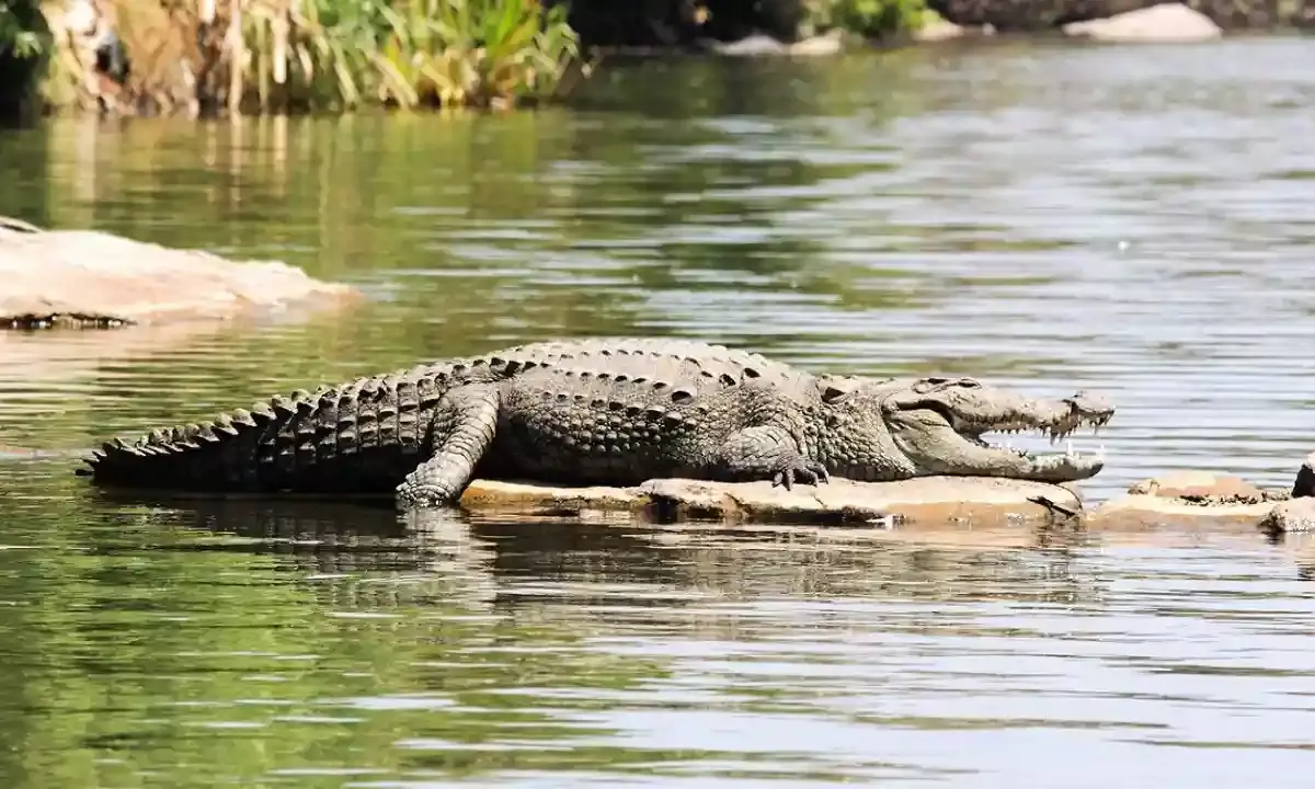 Crocodiles keep monsoon tryst with Vadodaras streets as Vishwamitri river level rises
