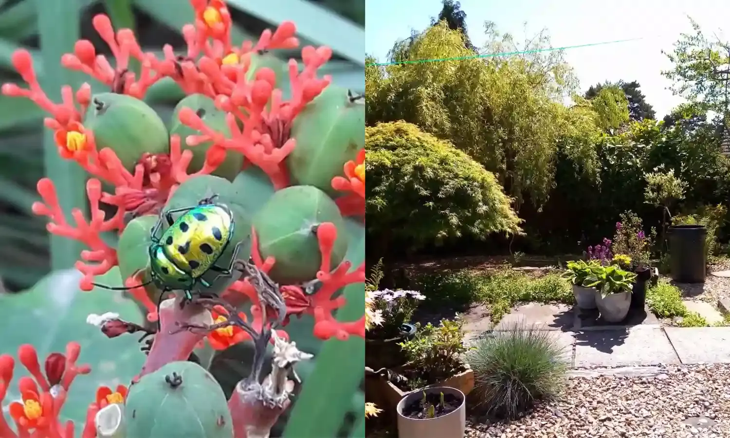 How to create different gardens in limited space for fresh air