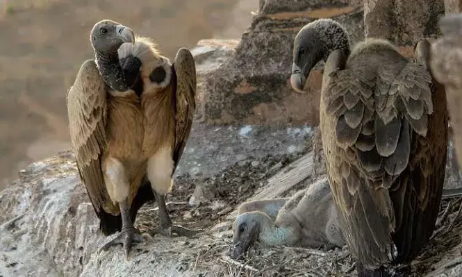 Endangered long-billed vultures reintroduced at Pench Reserve in Maharashtra