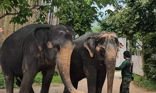 Elephant census delayed in northeast; final count likely in June 2025