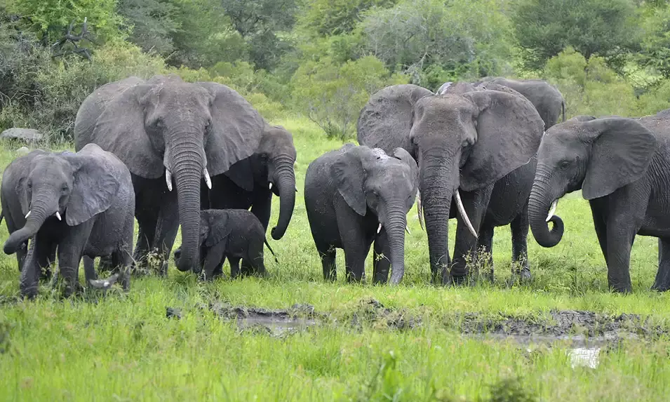 Elephants trample elderly man to death in Andhra Pradesh