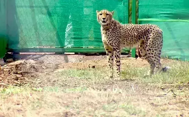 Kuno faces prey, predator challenges; Gandhi Sagar not yet ready for cheetahs