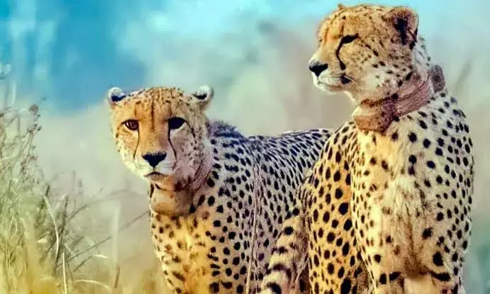 India expediting efforts to bring next batch of cheetahs by year-end: Officials