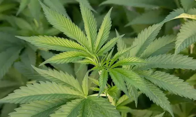 Cannabigerol study: Doctors view research with caution; flag addiction problems