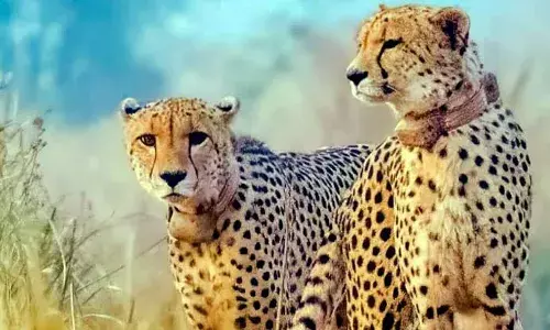 India expediting efforts to bring next batch of cheetahs by year-end: Officials
