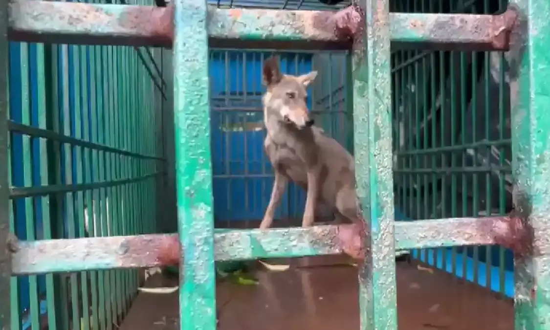 Operation Bhediya: Another wolf captured, uncertainty over number on prowl in Bahraich