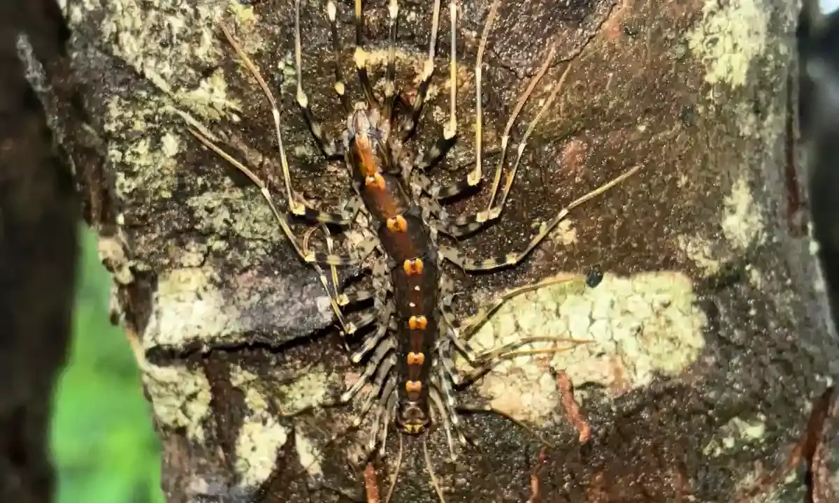 Hyderabad: CCMB scientists trace origin of long-legged centipedes in India to ancient Gondwana