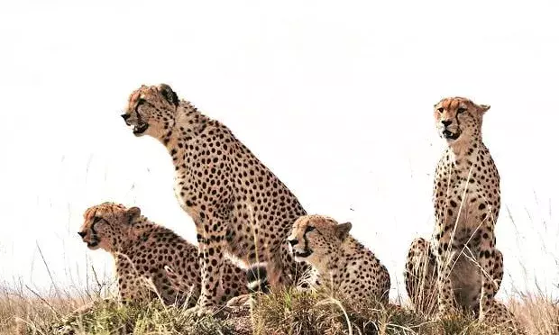 Amid setbacks, NTCA approves web series on Project Cheetah to showcase efforts to world
