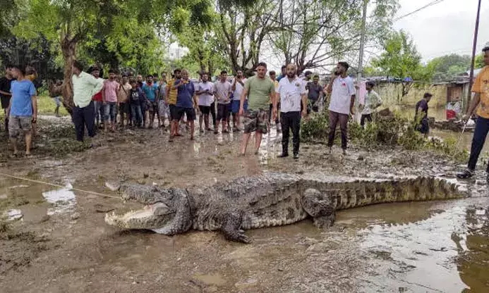 Gujarat rains: 24 crocodiles rescued from Vadodaras residential areas between Aug 27-29