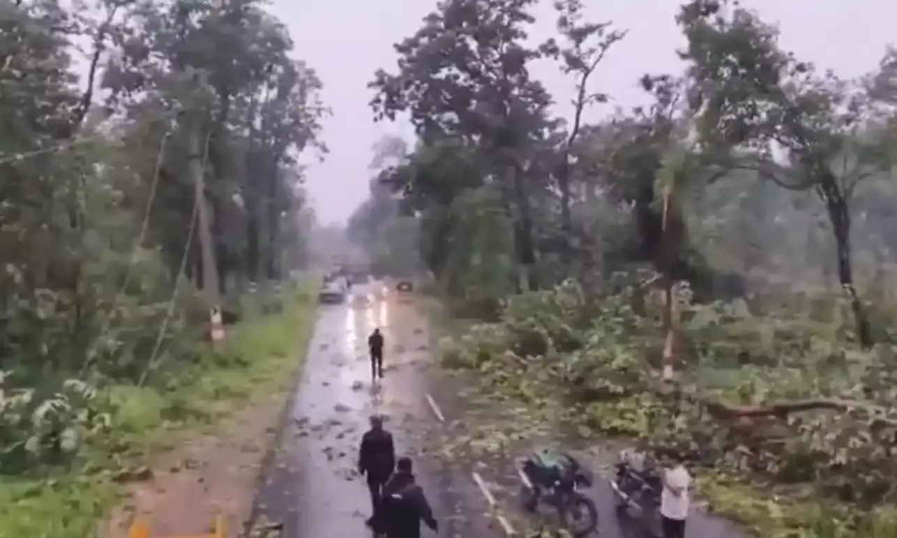 About 50,000 trees uprooted in Mulugu forest after being hit by huge gale, cloud burst