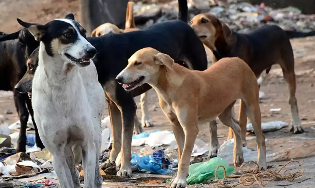 GHMC mandates crèches at construction sites to protect workers’ children from stray dogs