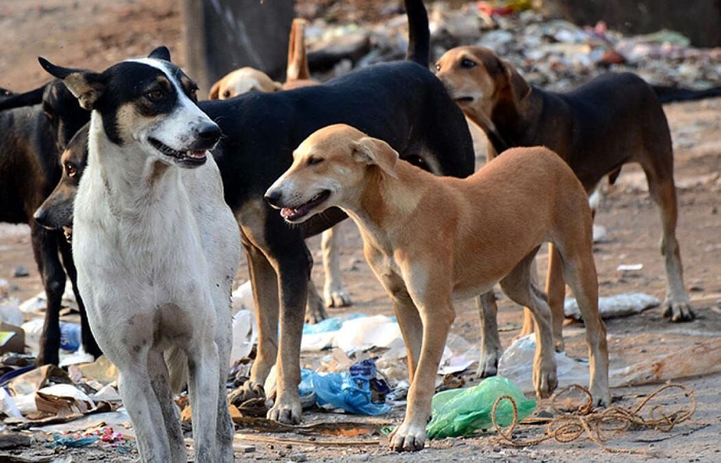 `Stray dogs unlawfully confined’: Animal rights group moves Telangana HC, flags violations