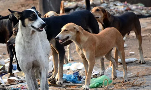 GHMC mandates crĆØches at construction sites to protect workersā children from stray dogs
