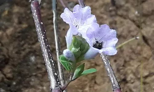`The earth laughs in flowers’: A 12-year wait ends, Neelakurunji blooms again to enliven souls