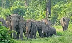 450 families evicted from Assam reserve forest, move to reduce man-elephant conflict: Official 450 families evicted from Assam reserve forest, move to reduce man-elephant conflict: Official