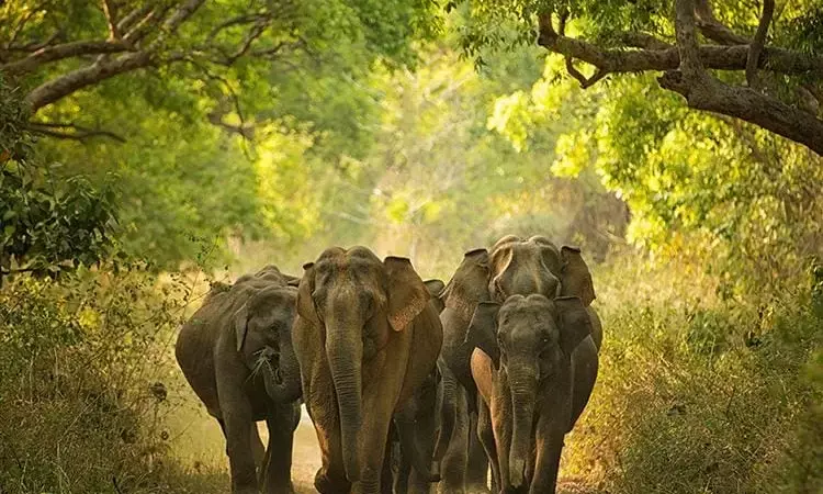 Genetic study tracks migration history of elephants in India, finds dilution of diversity