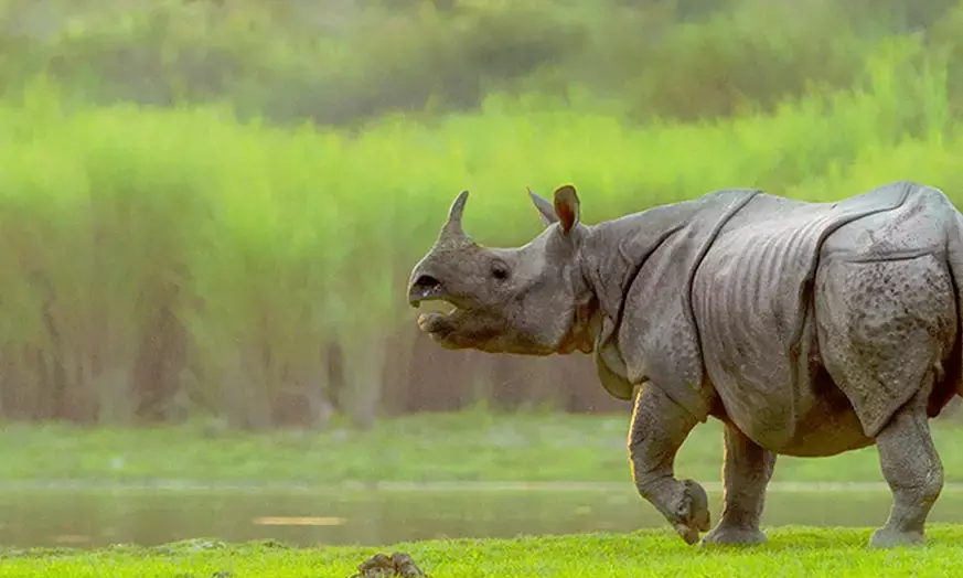 One-horned rhinoceros to tigers: Assam’s Kaziranga National Park re-opened for visitors