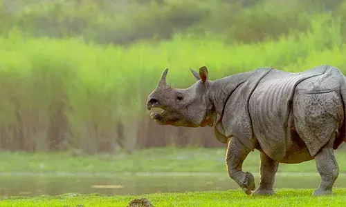 One-horned rhinoceros to tigers: Assamās Kaziranga National Park re-opened for visitors