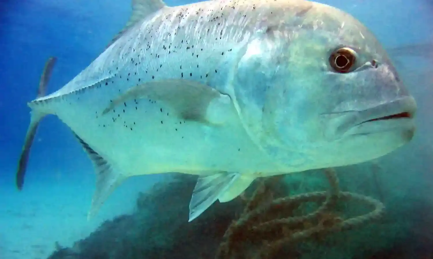 CMFRI breeds Giant Trevally with high survival rates amid fish mortality crisis