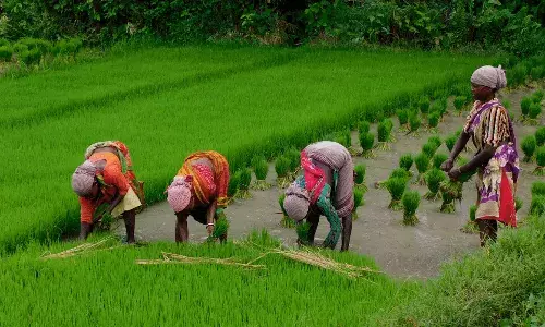 Telangana to pay additional Rs 500 per quintal above MSP for cultivating Sannarakam paddy variety