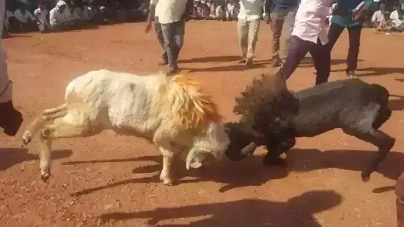 Case booked against illegal RAM, bullfights after PETA, Hyderabad activist raise alarm