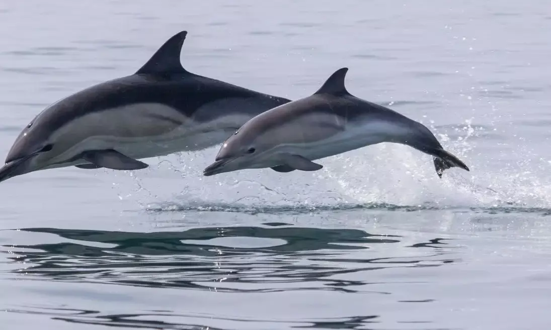 India conducts first-ever riverine dolphin population estimation exercise