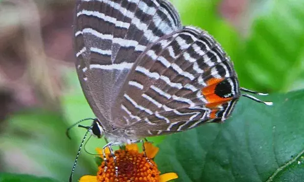 Kaziranga National Park records 446 butterfly species