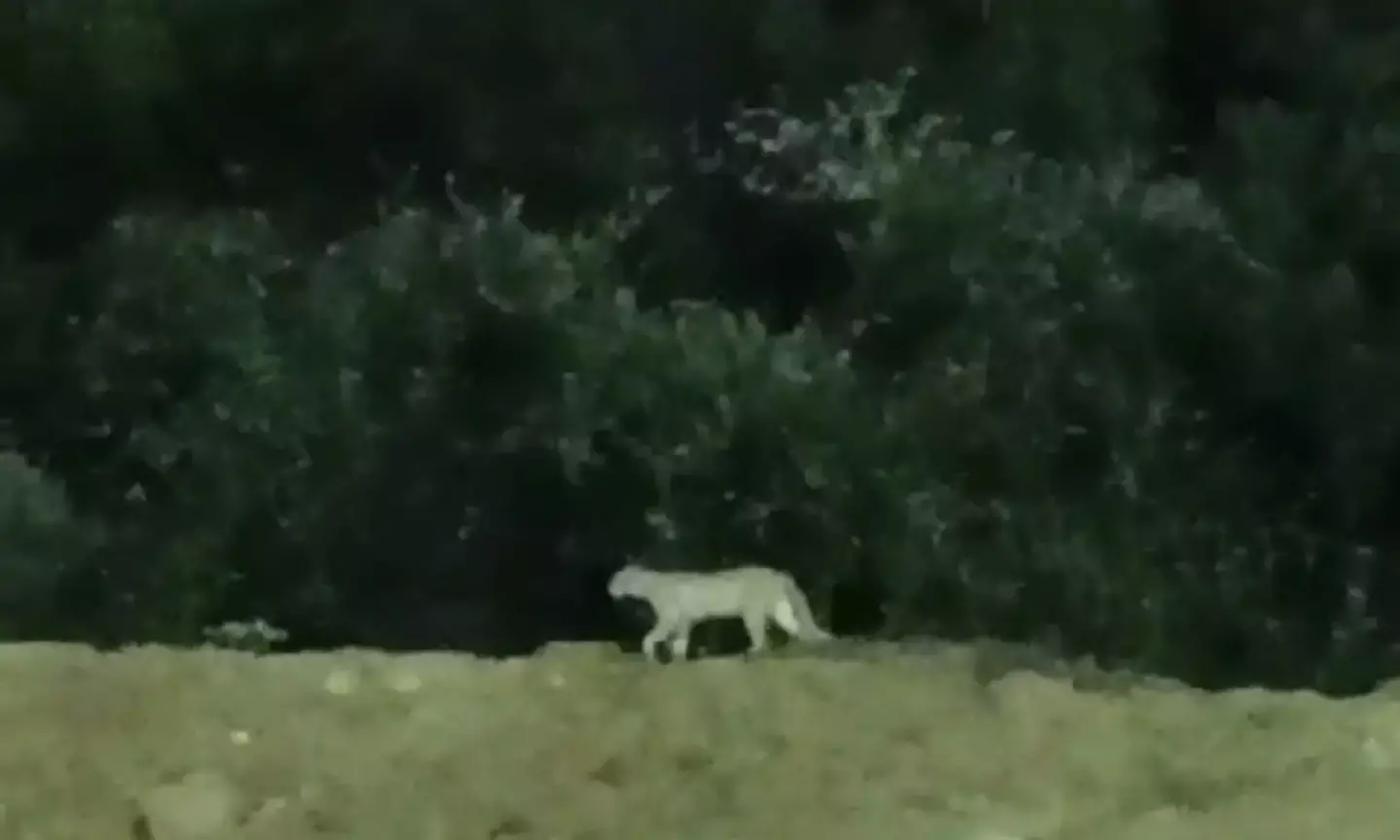 Hyderabad: Panic after people spot big wild cat at Miyapur metro station