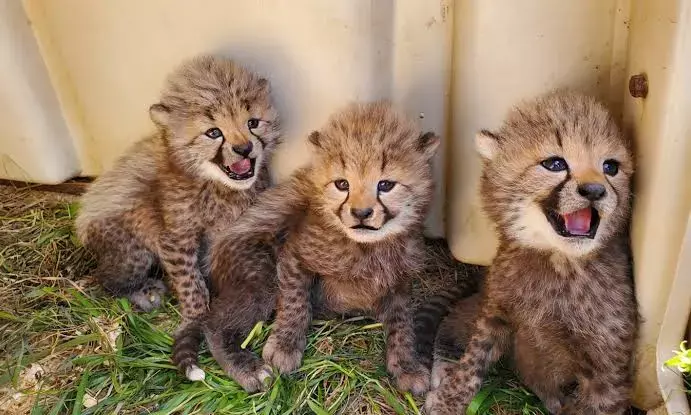 Female cheetah to soon give birth to cubs at Kuno National Park: MP CM Yadav