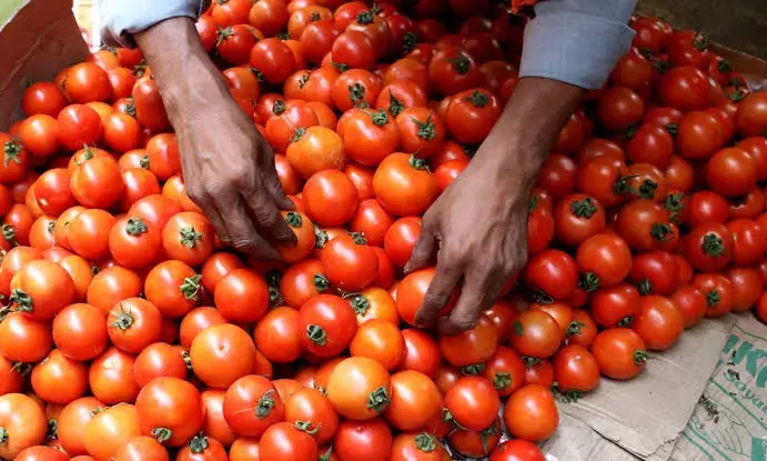 One in two Indian households paid Rs 75+ per kg for tomatoes: Survey