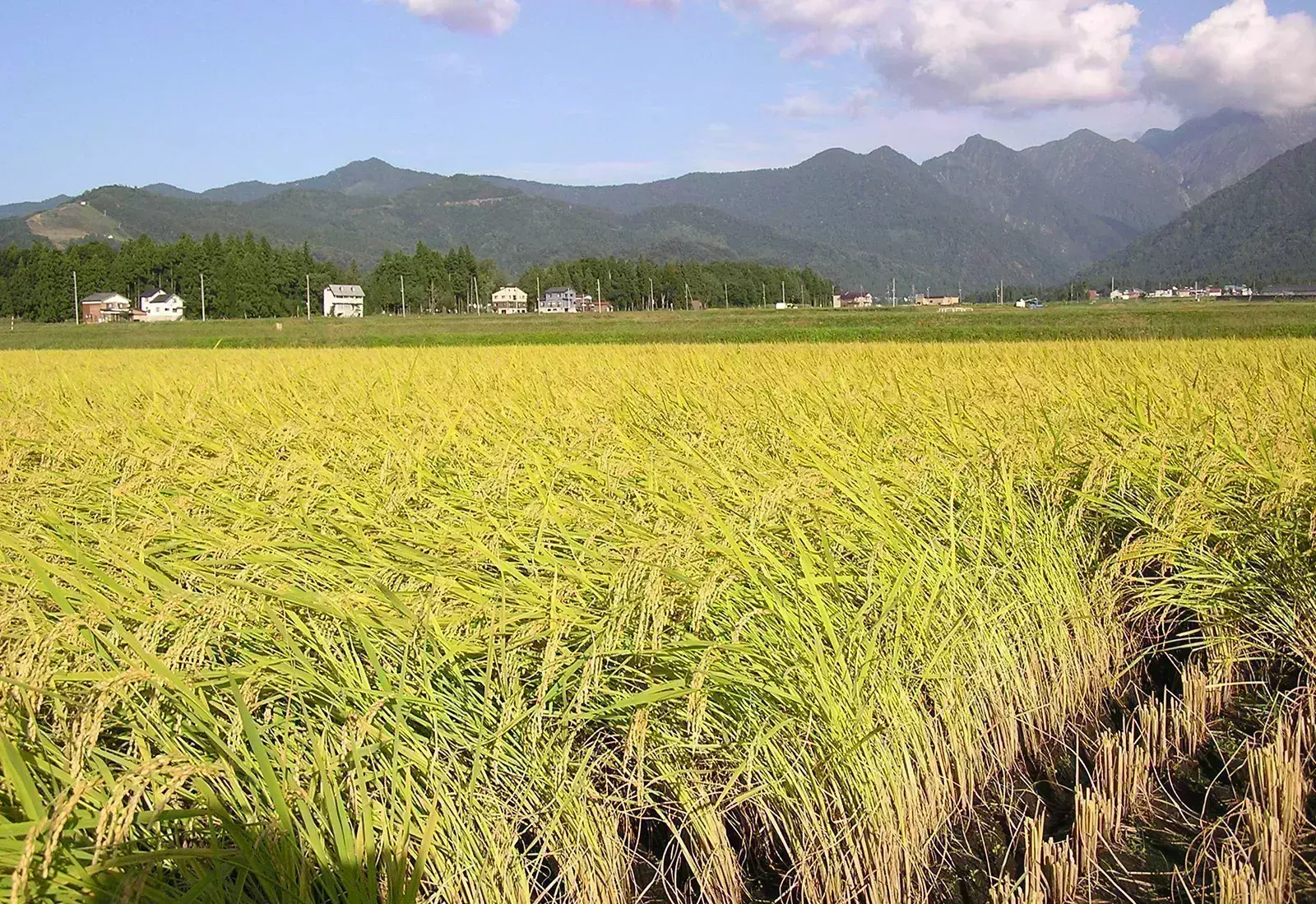 Telangana set to achieve record paddy yield of 150 LMTs this season