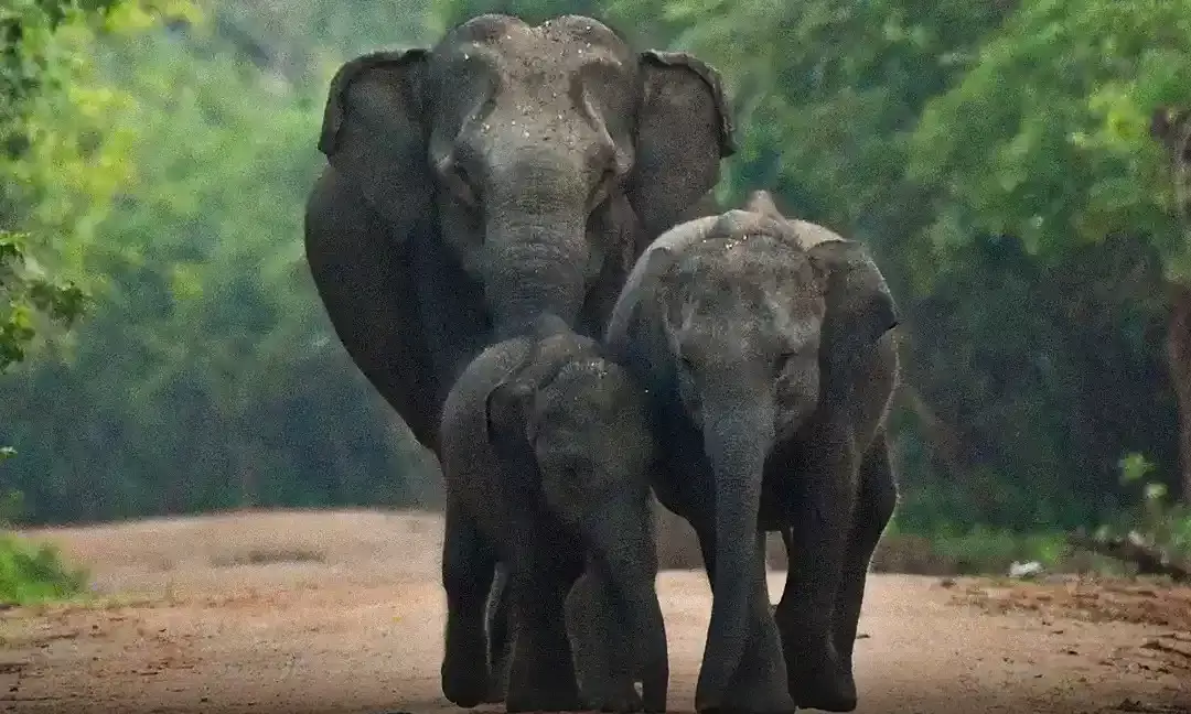 Elephant deaths in MPs Bandhavgarh: Jairam Ramesh demands full inquiry