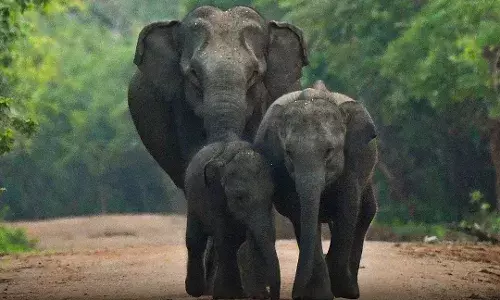 Elephant deaths in MPs Bandhavgarh: Jairam Ramesh demands full inquiry