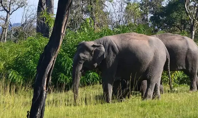 Three more wild elephants die in MPs Bandhavgarh, toll rises to 10