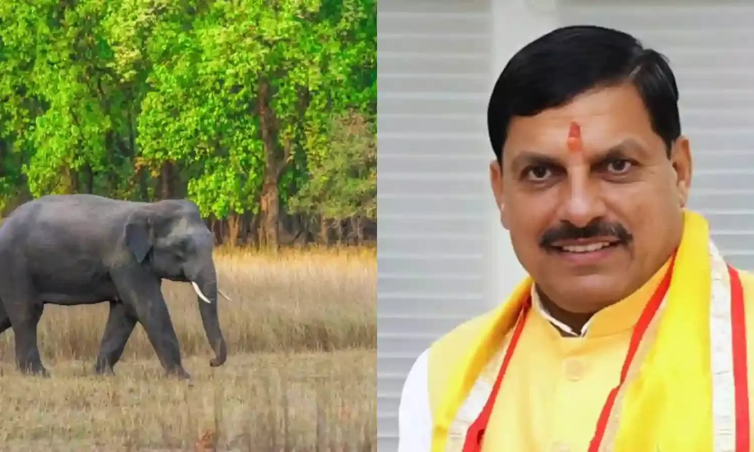 Elephant deaths in Madhya Pradesh : Will learn from other states, draw up long term plan, says CM Mohan Yadav