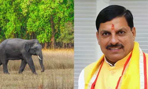 Elephant deaths in Madhya Pradesh : Will learn from other states, draw up long term plan, says CM Mohan Yadav