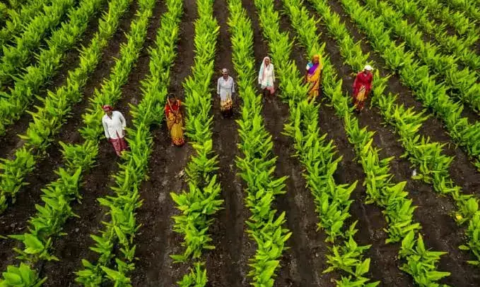 Turmeric to chilies: Telangana becoming significant hub for horticulture startups