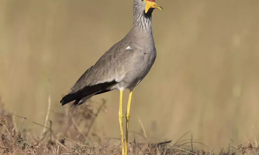 Not known to migrate, presence of African lapwings at Telangana lake comes as surprise